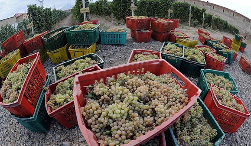grape-harvest-armenia