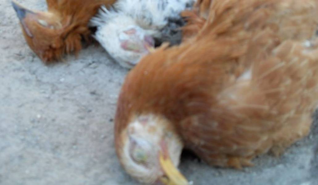 18bb6f0629caae49e0491c4bd0328822