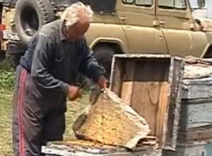 Բջջայինները ազդո՞ւմ են մեղուների վրա
