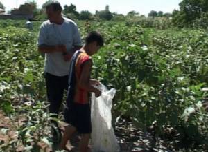Ազոտական պարարտանյութ՝ մատչելի գներով