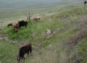 Անասնաբույժը չի նկատել սիբիրախտի ախտանիշը