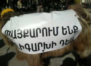 Ոչխարներ՝ Մաշտոցի պուրակում