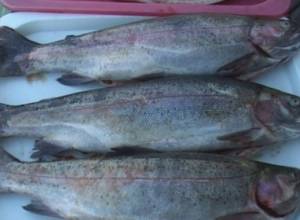 Աճ` ձկնաբուծության ոլորտում