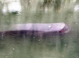 Truck driven by Iranian citizen falls into lake 