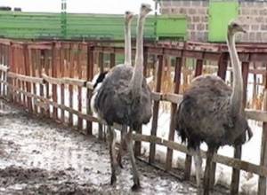 Страусы в Армении не размножаются
