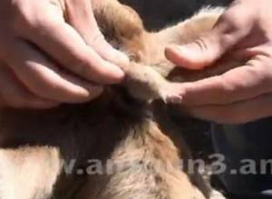 Корова родила 3-ухого теленка, свинья – двуполого поросенка (видеоматериал)