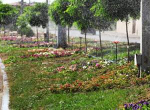 Նոր ծաղիկներ՝ Երեւանում