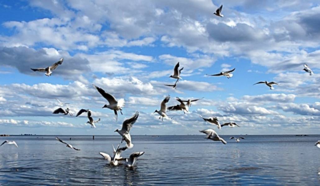 sevan