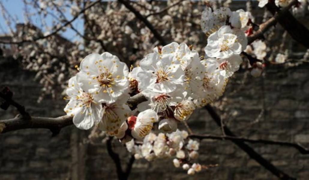 apricots-flowers