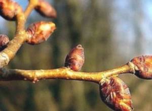 Frostbite alert for Armenia as temperature sets to drop 