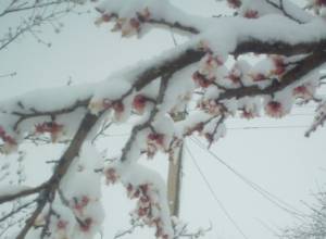 Ծիրանենիները փրկել չհաջողվեց