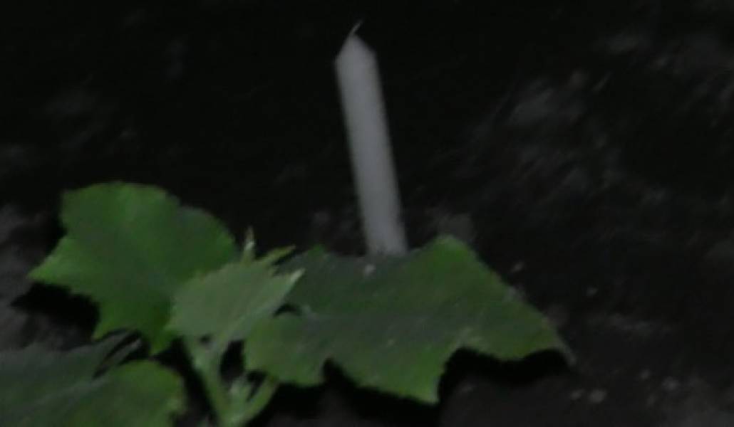 jermoc-1