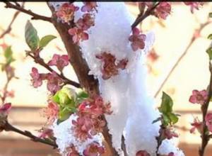 Nothing was said about compensation