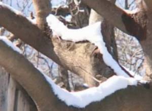 Ցրտահարվել են ոչ միայն պտղատու ծառերը