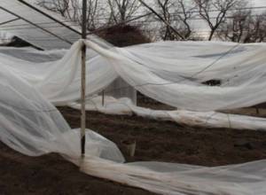 Գյուղացին հաշվում է իր կրած վնասը