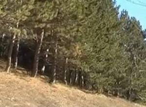 Կհիմնվեն նոր անտառներ