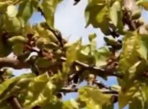 Մեղրին եւս՝ ցրտահարության փաստի առաջ