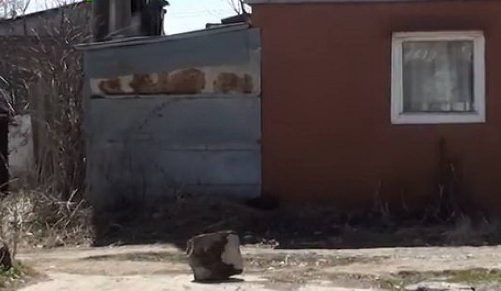 shirak1