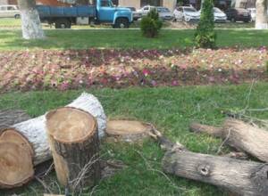 Tree cutting in Mashtots Park