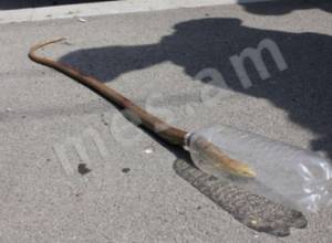 Змея в столице