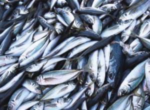 Dead fish found in river