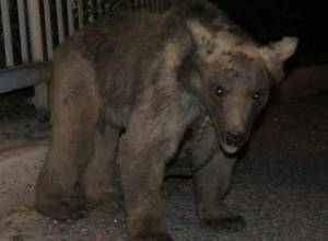 Yerevan: Rescuers neutralized the bear