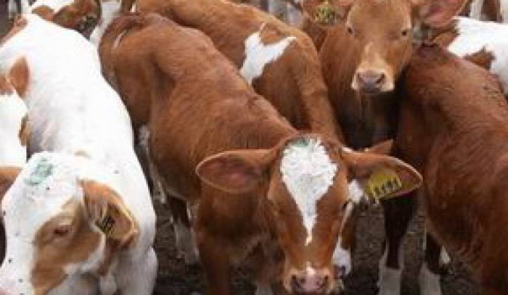 9fa7ad8e2b46ca8e1bd77f63539d7e16