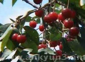 Բերք կա, բայց գյուղացին դժգոհ է