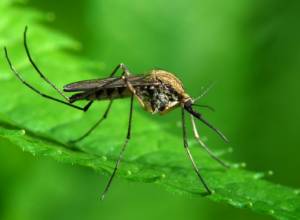 4, 5 մլն դրամ՝ մոծակների դեմ պայքարելու համար