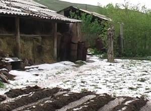 Hail damages crops in Aragatsotn region 