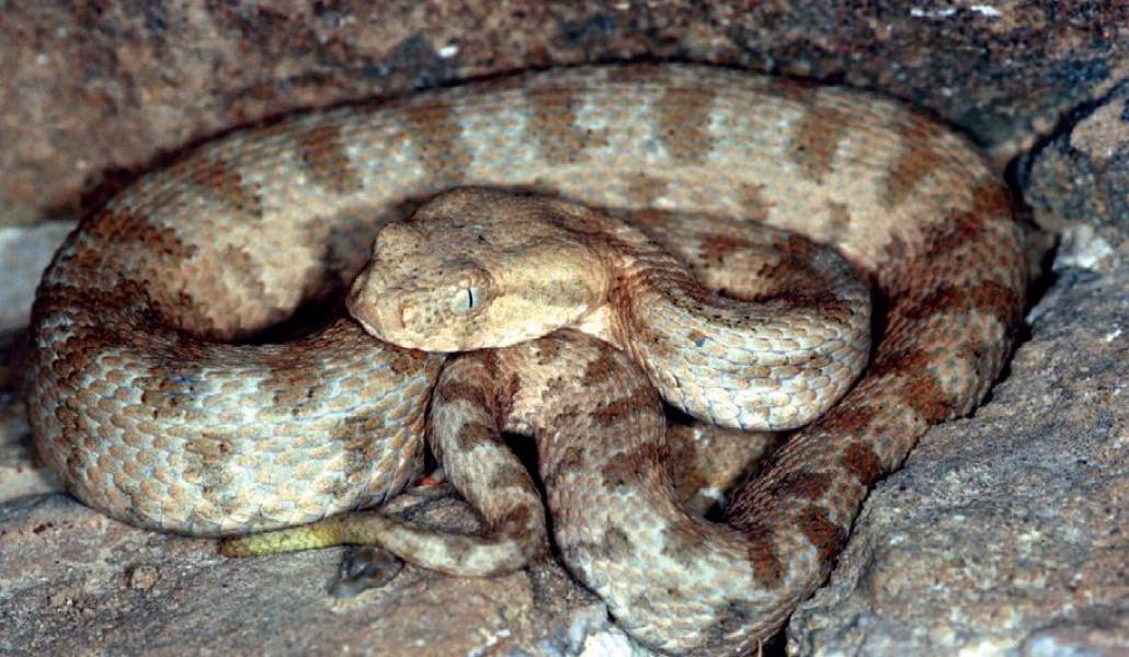 Macrovipera_lebetina_obtusa
