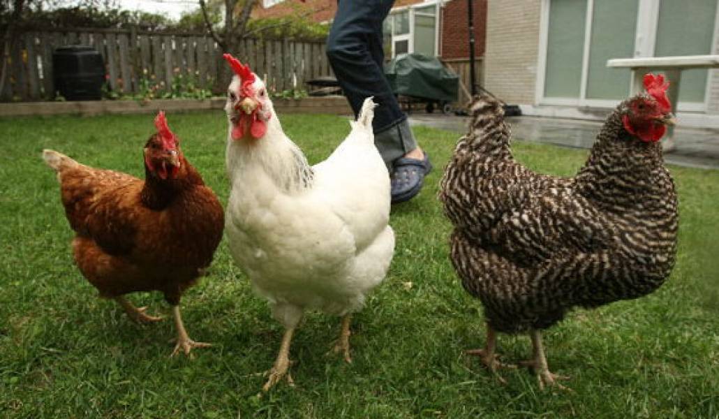 Chickens