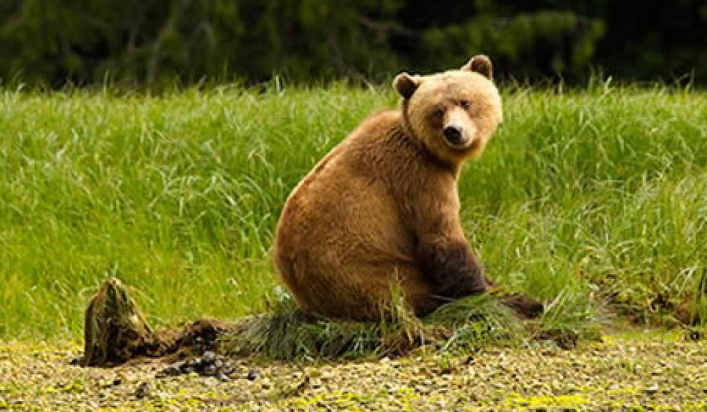 bear-head-turn
