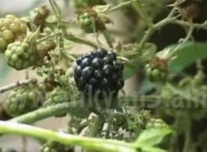 Продают ежевику для покупки школьных принадлежностей