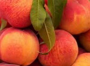 Armenia increases export of watermelon and peaches