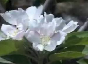 Սյունիքում խնձորենին երկրորդ անգամ է ծաղկել 