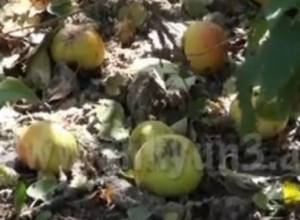 Կարկուտը հողին է հավասարեցրել գյուղացու մեկ տարվա աշխատանքը