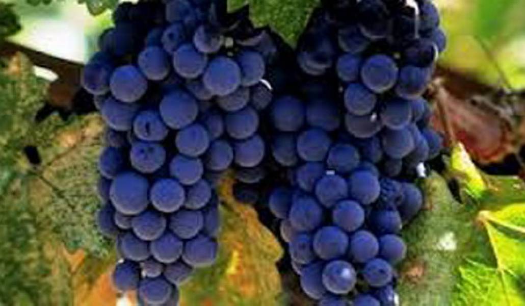 խաղող