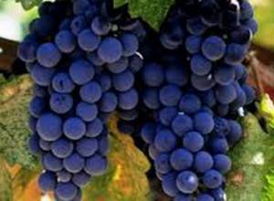 Մթերվել է 44 հազար տոննա բերք