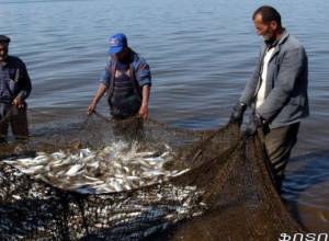 SHPPs Will Again Get Privilege Over Preserving Lake Sevan Ecosystem