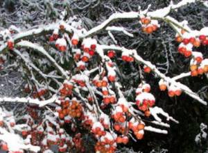 Light snow reported in some areas in Armenia