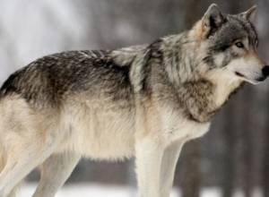 Шакал напал на жителей