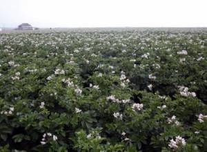 Ավելացել են կարտոֆիլի արտադրության և արտահանման ծավալները