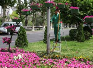 "Цветы импортируют неслучайные компании"