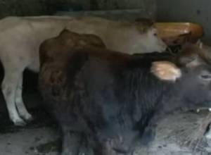 Two cows arrested in Kapan for not having passports