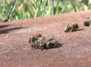 Bees of Ashotsk are dying 