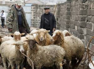 Գայլը հոշոտել էր վարկով գնված ոչխարները