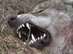 Income Tax is Also Kept from Bonus for Killing Wolves: EcoLur