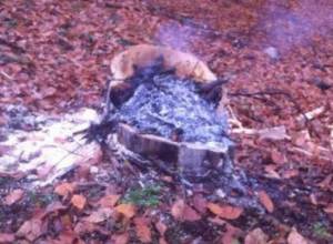 “Зафиксирована незаконная вырубка деревьев”