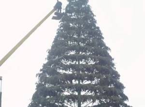 Жители Гюмри помогают жителям Лори в вопросе елки